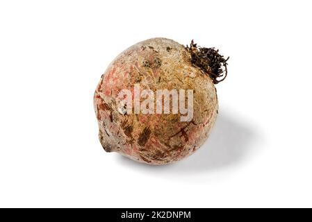 Rote Bete isoliert auf weißem Hintergrund Stockfoto