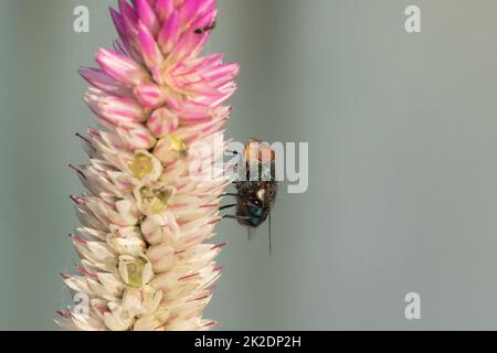 Blow Fly ist auf einer lila Blume. Wir können es leicht am Tag sehen. Stockfoto