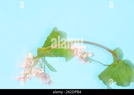 Buchweizen blüht auf blauem Hintergrund Stockfoto