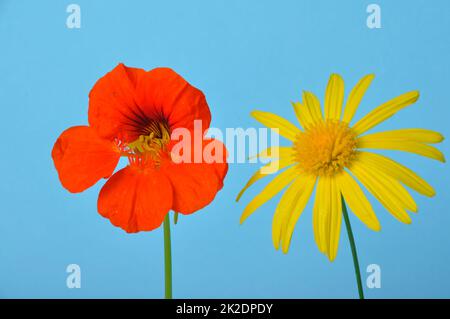 savannah Gänseblümchen und Nasturtien auf blauem Hintergrund Stockfoto