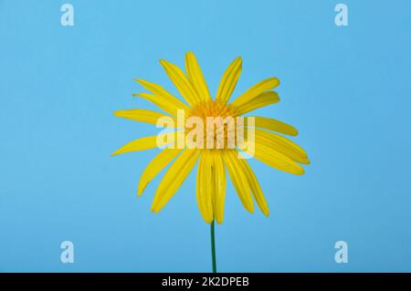 savannah Gänseblümchen auf blauem Hintergrund Stockfoto