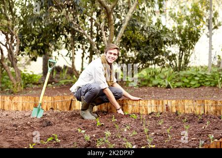 Arbeiten in seinem Gemüsegarten. Hübscher junger Kerl, der einige Sämlinge in seinem Gemüsegarten pflanzt. Stockfoto