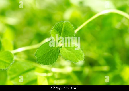 Rotkleeblätter, Trifolium pratense-Trifolium von oben Stockfoto