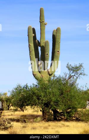 Saguaro Cactus cereus giganteus Stockfoto