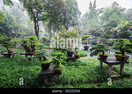 Bonsai-Bäume Garten im Chengdu Volkspark Stockfoto