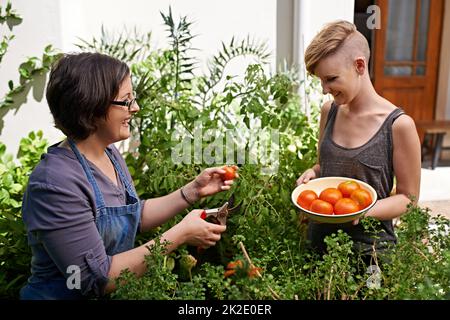 Diese werden für das Abendessen heute Abend großartig sein. Zwei Frauen pflücken in ihrem Garten selbstgewachsene Tomaten. Stockfoto