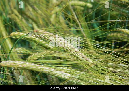 Grünes landwirtschaftliches Feld. Stockfoto