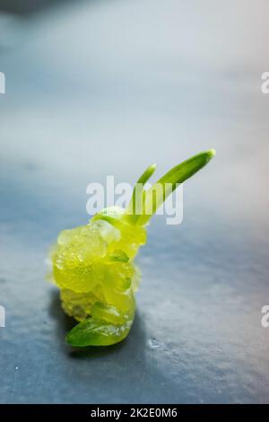 Pflanzliche Kallusgewebekultur im Forschungslabor Stockfoto