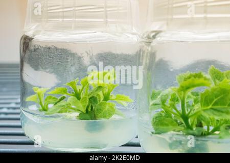 In-vitro-Gewebekultur von Pflanzen Stockfoto