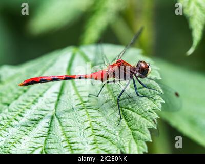 White-Faced Meadowhawk, Sympetrum obtrusum, ruht auf einem Blatt Fish Hatchery Trail County Park, Hayward, Wisconsin. Stockfoto