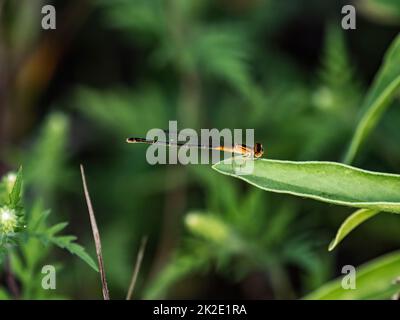 Ostschwanzdamselfly, Ischnura verticalis, auf einem Blatt in der Nähe eines kleinen späten in West-Wisconsin. Stockfoto