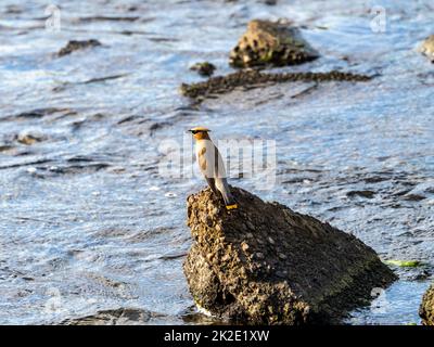 Zedernwachsflügel, Bombycilla cedrorum, ruhen auf einem Betonblock im Buffalo River, während sie Insekten im Westen von Wisconsin fangen. Stockfoto