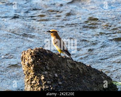 Zedernwachsflügel, Bombycilla cedrorum, ruhen auf einem Betonblock im Buffalo River, während sie Insekten im Westen von Wisconsin fangen. Stockfoto