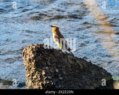 Zedernwachsflügel, Bombycilla cedrorum, ruhen auf einem Betonblock im Buffalo River, während sie Insekten im Westen von Wisconsin fangen. Stockfoto