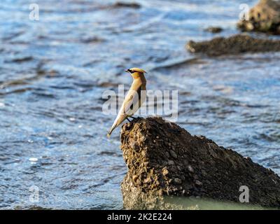 Zedernwachsflügel, Bombycilla cedrorum, ruhen auf einem Betonblock im Buffalo River, während sie Insekten im Westen von Wisconsin fangen. Stockfoto