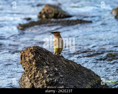 Zedernwachsflügel, Bombycilla cedrorum, ruhen auf einem Betonblock im Buffalo River, während sie Insekten im Westen von Wisconsin fangen. Stockfoto