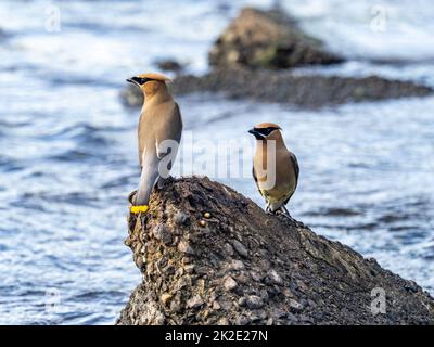 Zedernwachsflügel, Bombycilla cedrorum, ruhen auf einem Betonblock im Buffalo River, während sie Insekten im Westen von Wisconsin fangen. Stockfoto