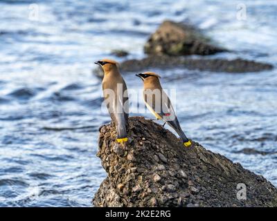 Zedernwachsflügel, Bombycilla cedrorum, ruhen auf einem Betonblock im Buffalo River, während sie Insekten im Westen von Wisconsin fangen. Stockfoto