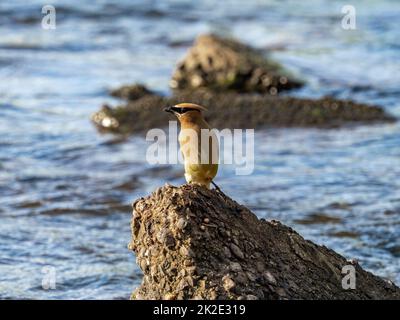 Zedernwachsflügel, Bombycilla cedrorum, ruhen auf einem Betonblock im Buffalo River, während sie Insekten im Westen von Wisconsin fangen. Stockfoto