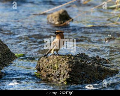 Zedernwachsflügel, Bombycilla cedrorum, ruhen auf einem Betonblock im Buffalo River, während sie Insekten im Westen von Wisconsin fangen. Stockfoto