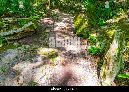 Tropische Dschungelpflanzen Bäume Wanderwege Muyil Mayan Ruinen Mexiko. Stockfoto