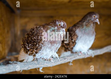 Ein paar braune, geschwungene Tauben, die auf einem Ast sitzen. Eine besondere Rasse und sehr süß. Stockfoto