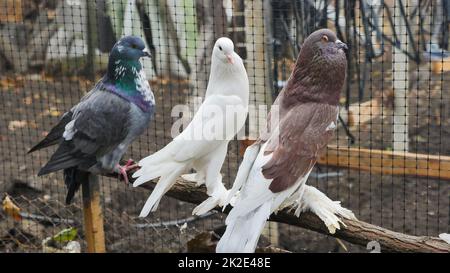 Dekorative Tauben verschiedener Rassen mit zwielichtigen Pfoten auf einem Bauernhof in einem Käfig. Stockfoto