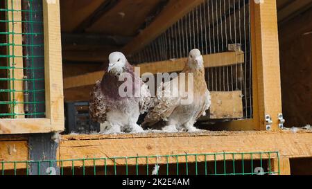 Ein paar braune, geschwungene Tauben, die in einem arrangierten Raum aus Holz sitzen Stockfoto