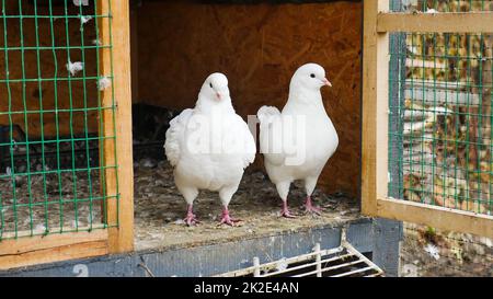 Deutsche Modena, ein weißes Paar Taube. Stockfoto