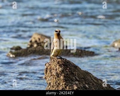 Zedernwachsflügel, Bombycilla cedrorum, ruhen auf einem Betonblock im Buffalo River, während sie Insekten im Westen von Wisconsin fangen. Stockfoto