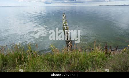 Usedom Island, Lagunenlandschaft Stockfoto