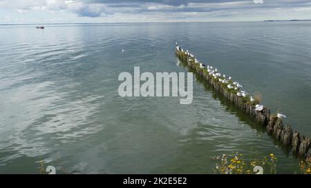 Usedom Island, Lagunenlandschaft Stockfoto