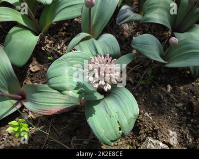 Blühende Zwiebel, Allium Karataviense Stockfoto