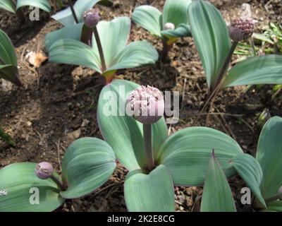 Blühende Zwiebel, Allium Karataviense Stockfoto