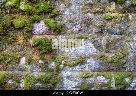 Alte Wand eines rechteckigen Steinblocks, der mit grünem Moos und Flechten bedeckt ist Stockfoto