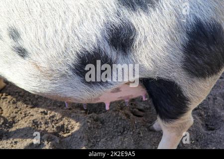 Das Euter, die Zitzen einer Sau, die Ferkel hat. Stockfoto