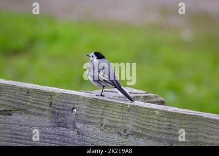 Ein kleiner Schwanz sitzt auf einer hölzernen Attika. Stockfoto