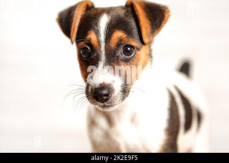 Zwei Monate alten Jack Russell Terrier Welpen, Studio shot mit weißem Hintergrund, Detail auf ihrem Kopf. Stockfoto