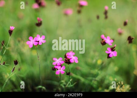 Geringe Schärfentiefe, nur wenige Blüten im Fokus. Karthusische rosa wilde Nelke (Dianthus carthusianorum) Blumen auf grüner Wiese. Abstrakter Frühjahrshintergrund. Stockfoto