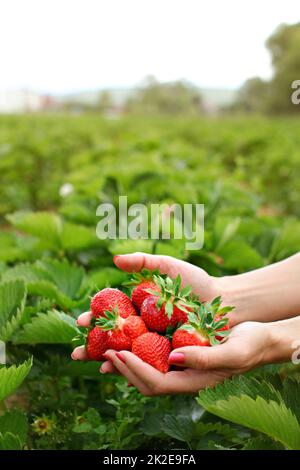 Frau Hände Hände voller frisch gepflückte Erdbeeren, verschwommenes selbst abholen strawberry Farm im Hintergrund. Platz für Text im oberen Teil. Stockfoto