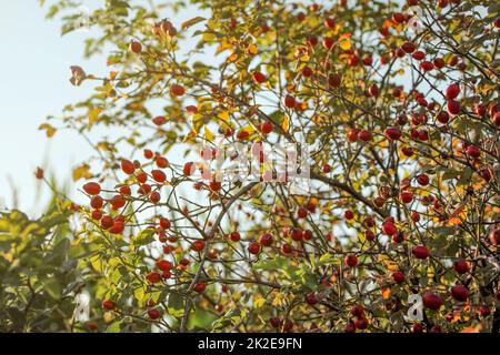Hagebutte (Rosa Canina Dogrose'') Strauch, kleine rote Früchte, die in Niederlassungen mit Dornen, durch Hintergrundbeleuchtung Sonne beleuchtet. Spätsommer Hintergrund. Stockfoto