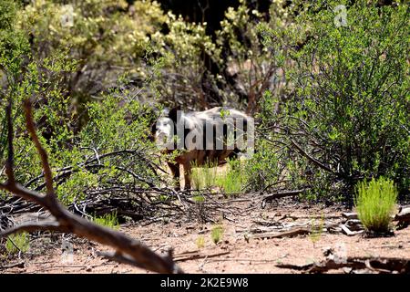 Wildschwein Stockfoto