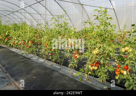 Rote reife und grüne unreife Kirschtomaten, die im Gewächshaus wachsen. Stockfoto
