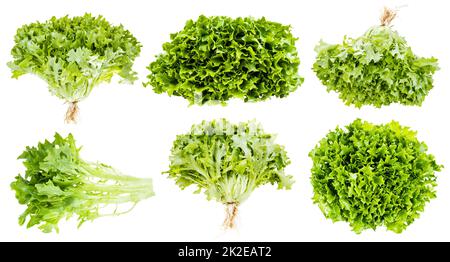 Set aus frischem grünem, geschwungenem Endivie-Salat, isoliert Stockfoto