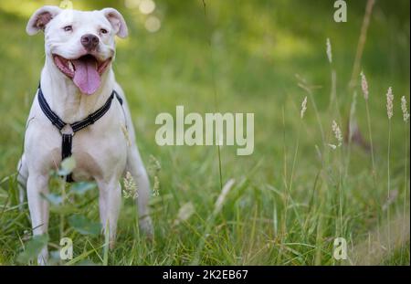 Ich bin sehr glücklich. Aufnahme eines Hundes, der in einem Garten sitzt. Stockfoto