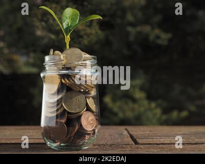 Wachstumskonzept, Pflanzen-Shoot wächst aus einem Glas gefüllt mit Bargeld Stockfoto