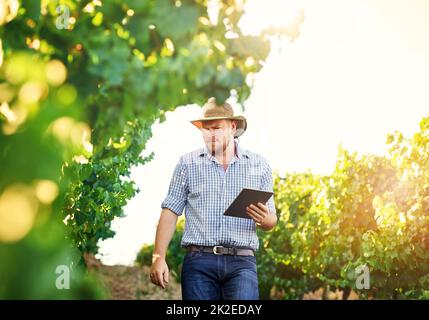 Überprüfung des Fortschritts seiner Trauben. Zugeschnittene Aufnahme eines Farmers mit einem digitalen Tablet, während er seine Runden dreht. Stockfoto