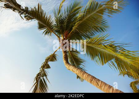 Tropisches Paradies. Blick unter einer Palme auf den Malediven. Stockfoto