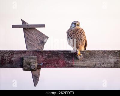 Gewöhnlicher Turmfalke auf einer Stange, der seine Beute eine kleine Maus frisst Stockfoto