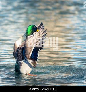 Mallard Duck streckt seine Flügel, während er sich auf dem Wasser ausruht Stockfoto